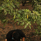 A young man in a black linen shirt with colorful flowers coming out of a grove of trees